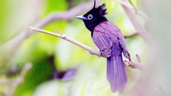 Purple Birds minimalistic