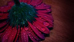 Purple Daisy water drops