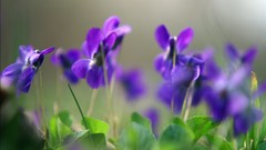 Purple flowers complex magazine