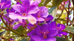 Purple Flowers flower