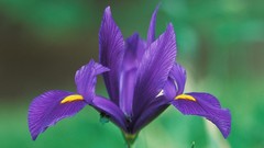 Purple flowers Irises