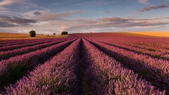 Purple flowers lavender fields