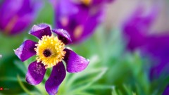Purple flowers macro bloom