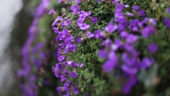 Purple flowers minimalistic