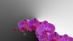 Purple flowers Orchids wide-wallpapers.net