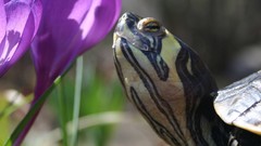 Purple flowers Reptiles turtles