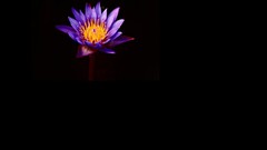 Purple lotus flower