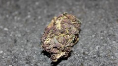 Purple marijuana kush nug