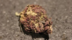 Purple marijuana nug