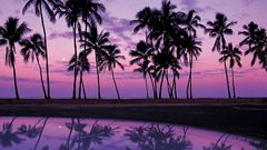 Purple moon Palms nature