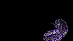 Purple snakes black background