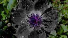 Purple water drops water