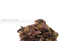 Purplekush high rez reefer
