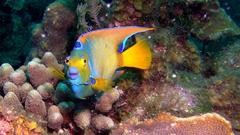 Queenangel4rr queenangel