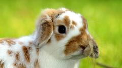 Rabbit bunny Hase lapin