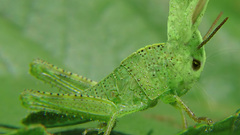 Rabbit grasshoper mutant nevit