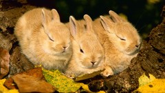 Rabbits