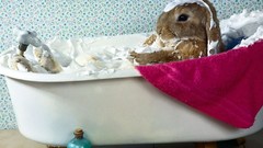 Rabbits bathing funny