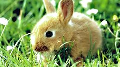 Rabbits Bunnies Animals