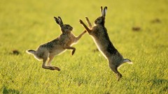 Rabbits Fighting fields