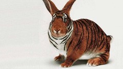 Rabbits funny Tigers