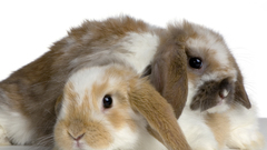 Rabbits kaninchen lapins conigli