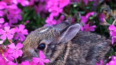 Rabbits pink flowers baby animals Young rabbits