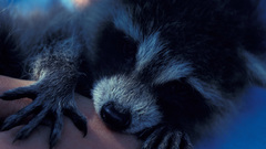 Raccoon Wild Animals animal