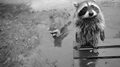 Raccoons