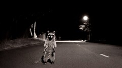 raccoons night Animals road