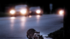 Raccoons on highway high