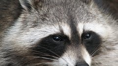 Raccoons ratons-laveurs procioni face