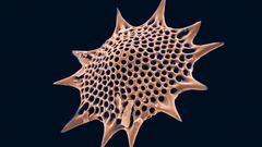 Radiolarian microscopic abstract plankton
