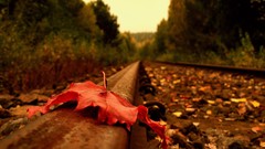 Railroad tracks nature leaf
