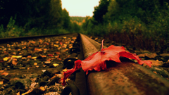 railway depth of field macro leaves nature landscape
