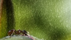 Rain ants