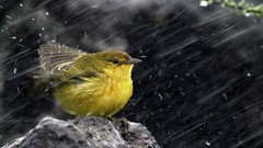 Rain Birds