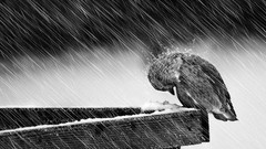 Rain Birds fences grayscale