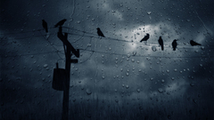 Rain Birds power lines