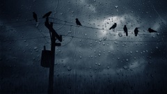 Rain Birds power lines