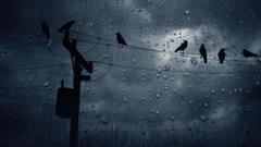Rain Birds power lines