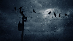 Rain Birds sad power