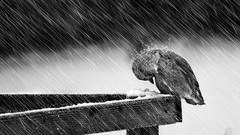 Rain black and white Birds