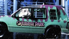 Rain cars Animals hamsters