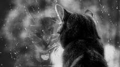 Rain cats lonely
