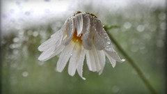 Rain Daisy