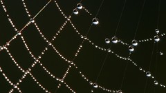 Rain drops spider webs artwork