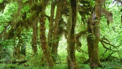 Rain forest version Maples bigger hoh equesting