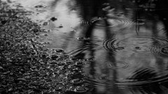 Rain grayscale