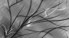 Rain grayscale nature